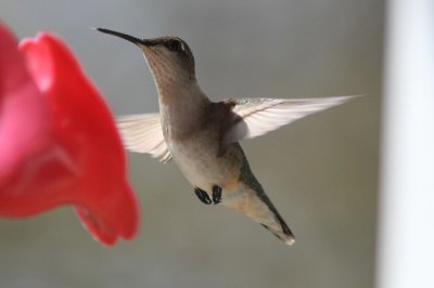 Ruby throated Hummingbird  female FOY  040315.jpg