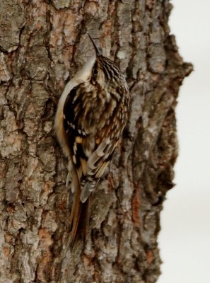 Brown Creeper