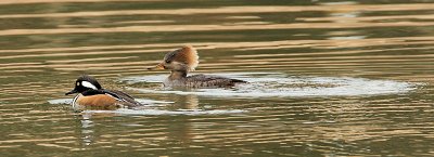 Hooded Mergansers