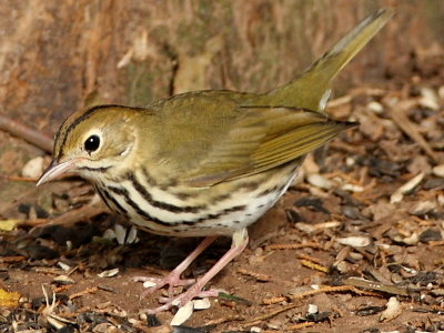 Ovenbird