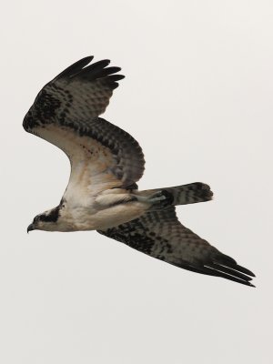 Osprey