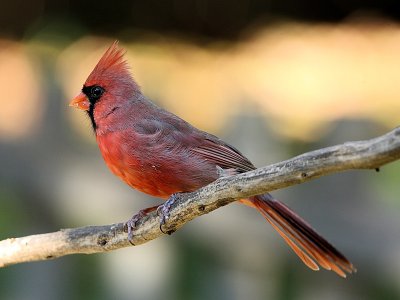 Northern Cardinal