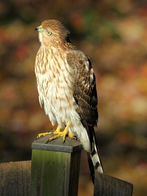 Red-shouldered Hawk