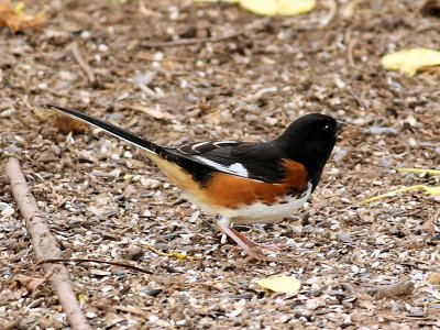 Eastern Towhee