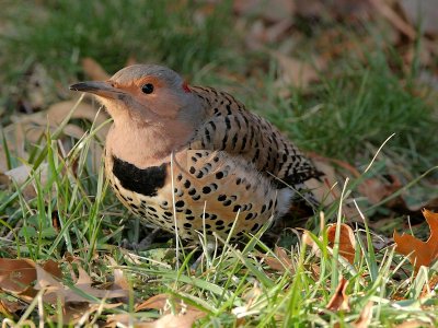 Northern Yellow-shafted Flicker