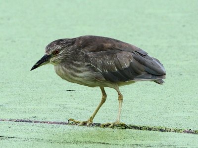 Black-crowned Night Heron - Juvenile