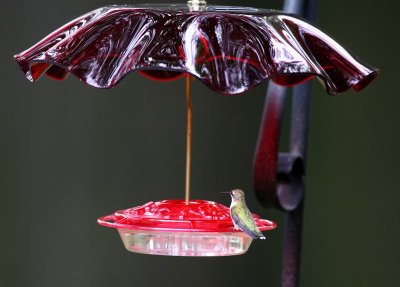 Ruby-throated Hummingbird