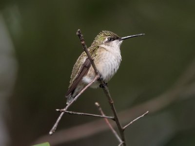 Ruby-throated Hummingbird