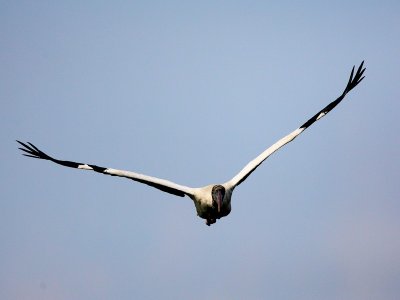 Wood Stork Flying at You