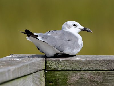 Laughing Gull Resting
