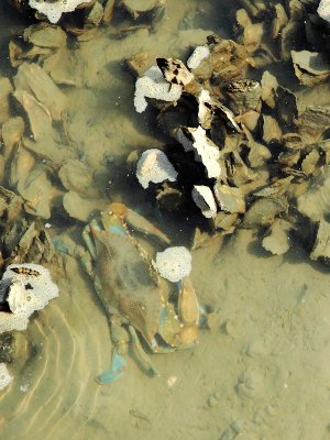 Blue Crab in the Oyster Bed