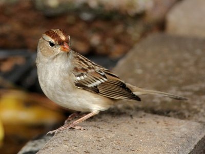 White-crowned Sparrow - Immature