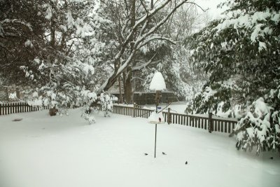 Our Backyard