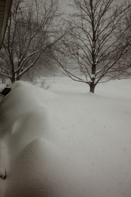 Bushes and Front Sidewalk