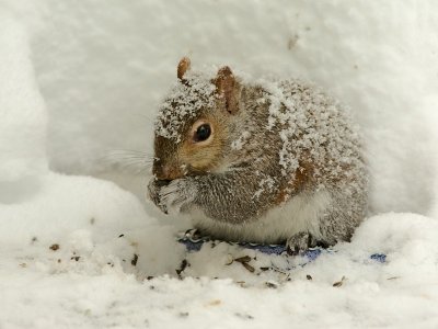 Squirrel found the food