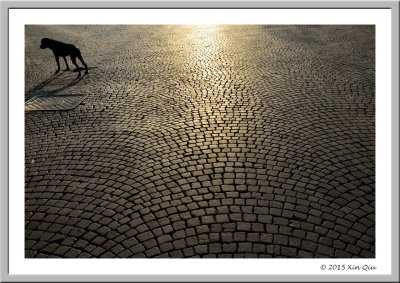 lone dog under Verona's sunset