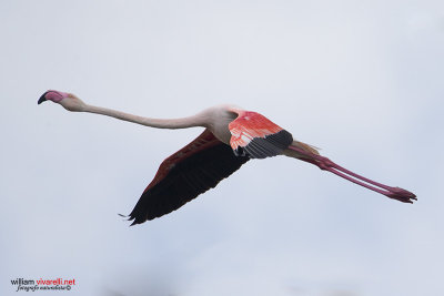 Fenicottero (Phoenicopterus roseus)