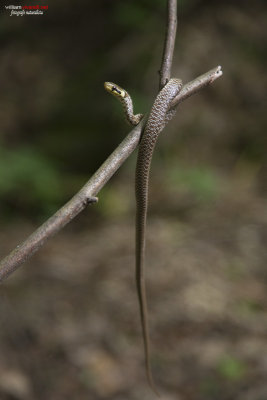 Saettone (Zamenis longissimus)