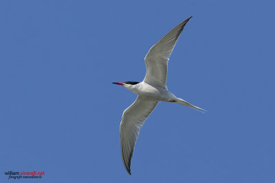 Sterna comune (Sterna hirundo)