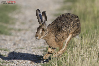 Lepre (Lepus capensis)