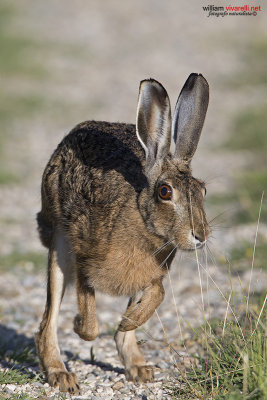 Lepre (Lepus capensis)