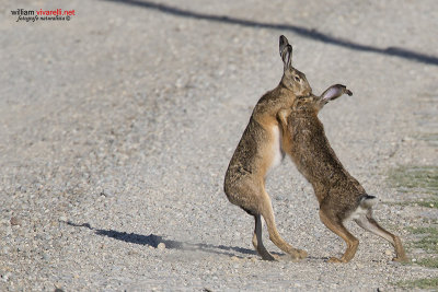 Lepre (Lepus capensis)