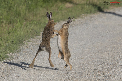 Lepre (Lepus capensis)