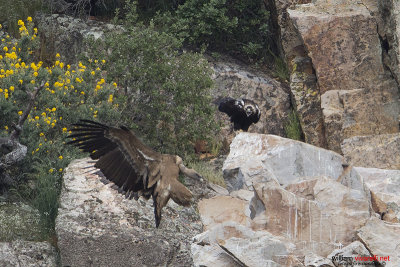 Aquila imperiale iberica (Aquila adalberti)
