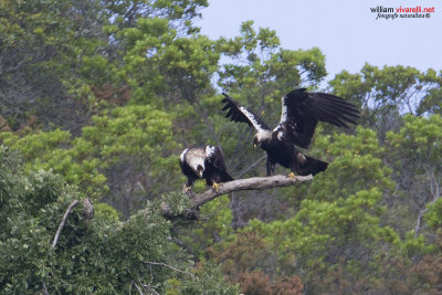 Aquila imperiale iberica (Aquila adalberti)