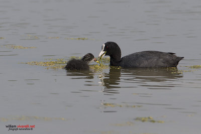 Folaga (Fulica atra)