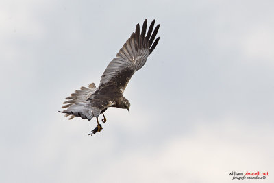 Falco di palude (Circus aeruginosus) 