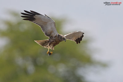 Falco di palude (Circus aeruginosus) 