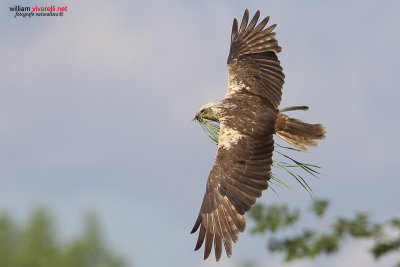 Falco di palude (Circus aeruginosus)