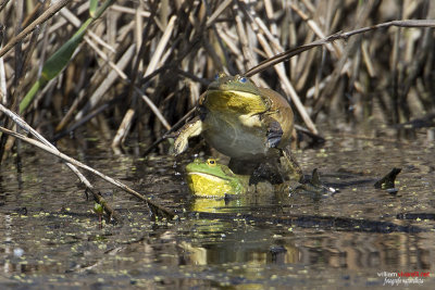 Rana toro (Lithobates catesbeianus)