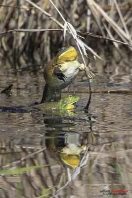 Rana toro (Lithobates catesbeianus)