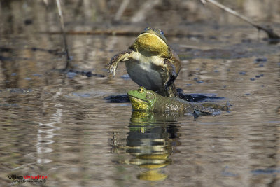 Rana toro (Lithobates catesbeianus)