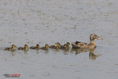 Germano reale (Anas platyrhynchos)