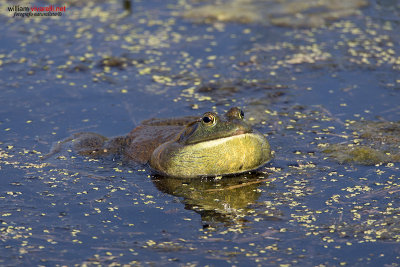 Rana toro (Lithobates catesbeianus)