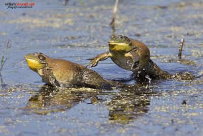 Rana toro (Lithobates catesbeianus)