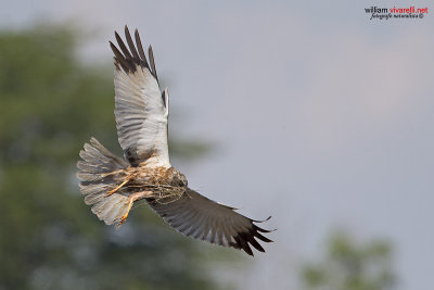 Falco di palude (Circus aeruginosus) 