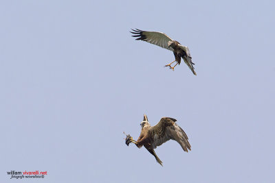 Falco di palude (Circus aeruginosus) 