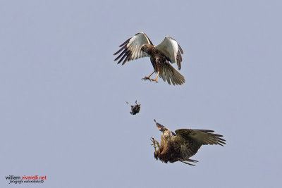 Falco di palude (Circus aeruginosus) 