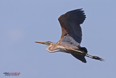 Airone rosso (Ardea purpurea)i