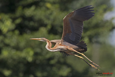 Airone rosso (Ardea purpurea)i