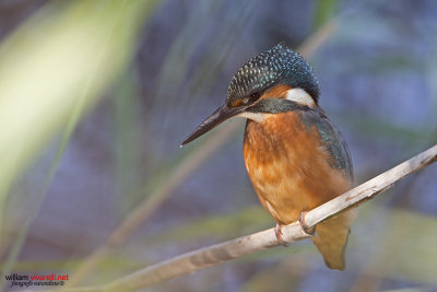 Martin pescatore (Alcedo atthis)