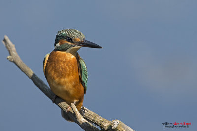 Martin pescatore (Alcedo atthis)