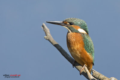 Martin pescatore (Alcedo atthis)