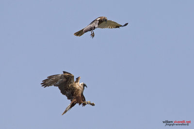 Falco di palude (Circus aeruginosus) 