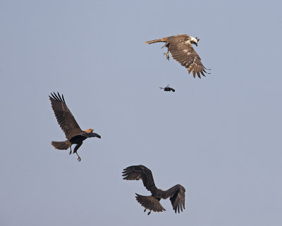 Falco di palude + Juv (Circus aeruginosus) 