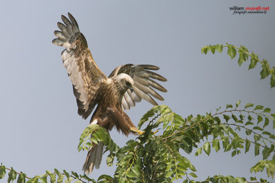 Falco di palude (Circus aeruginosus) 